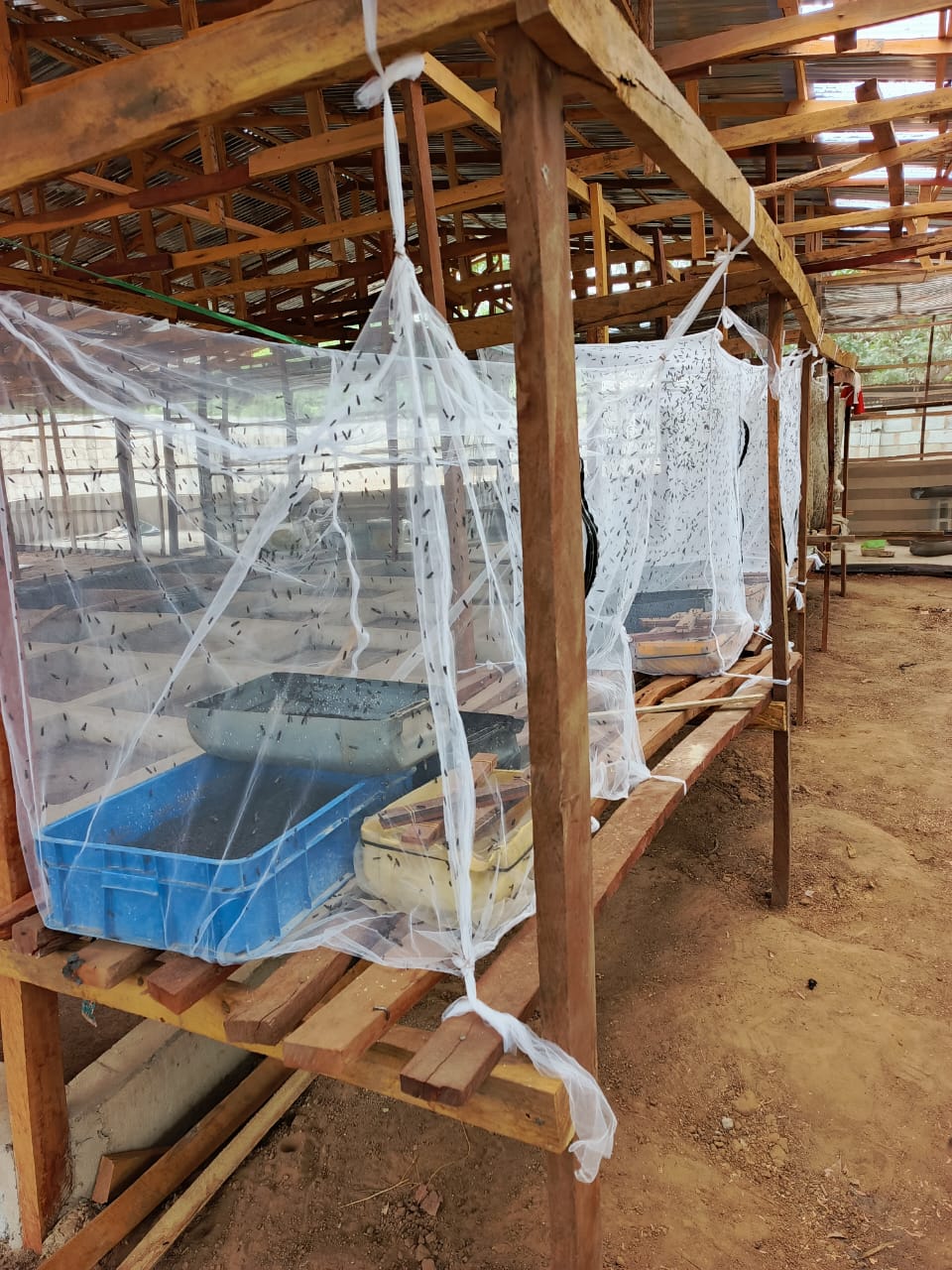 Insect Farming